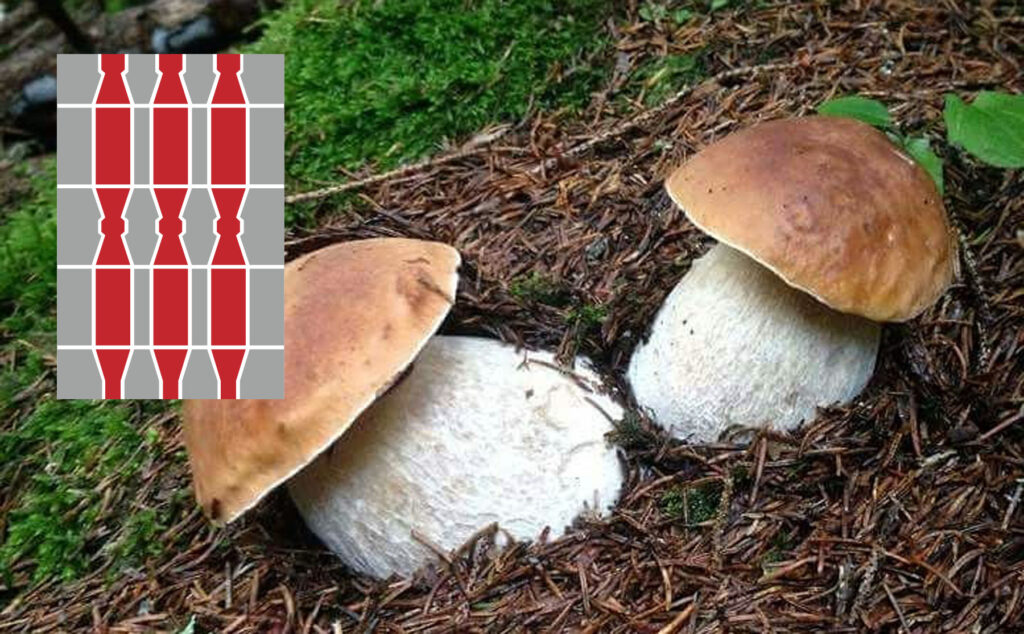 Dove trovare funghi porcini in Umbria