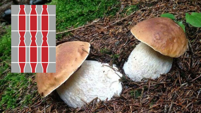 Dove trovare funghi porcini in Umbria