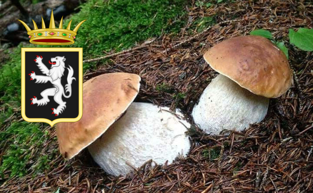 Dove trovare funghi porcini in Valle d'Aosta