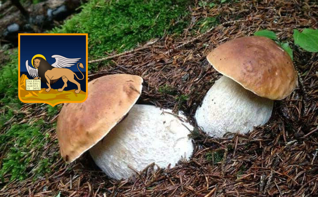 Dove trovare funghi porcini in Veneto