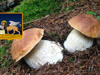 Dove trovare funghi porcini in Veneto