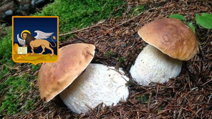 Dove trovare funghi porcini in Veneto