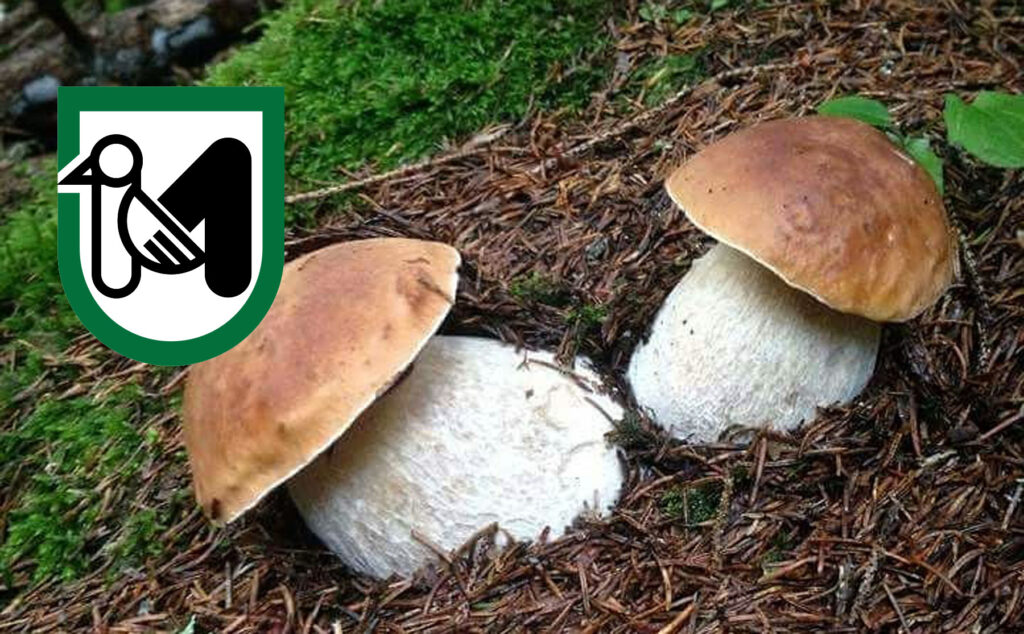 Dove trovare funghi porcini nelle Marche