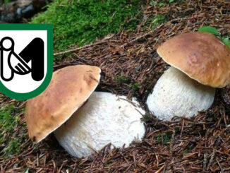 Dove trovare funghi porcini nelle Marche