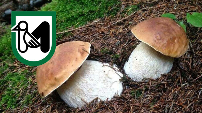 Dove trovare funghi porcini nelle Marche