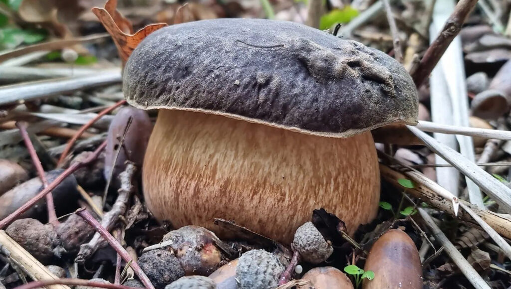 Dove trovare il porcino nero (B. aereus)