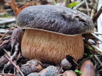 Dove trovare il porcino nero (B. aereus)