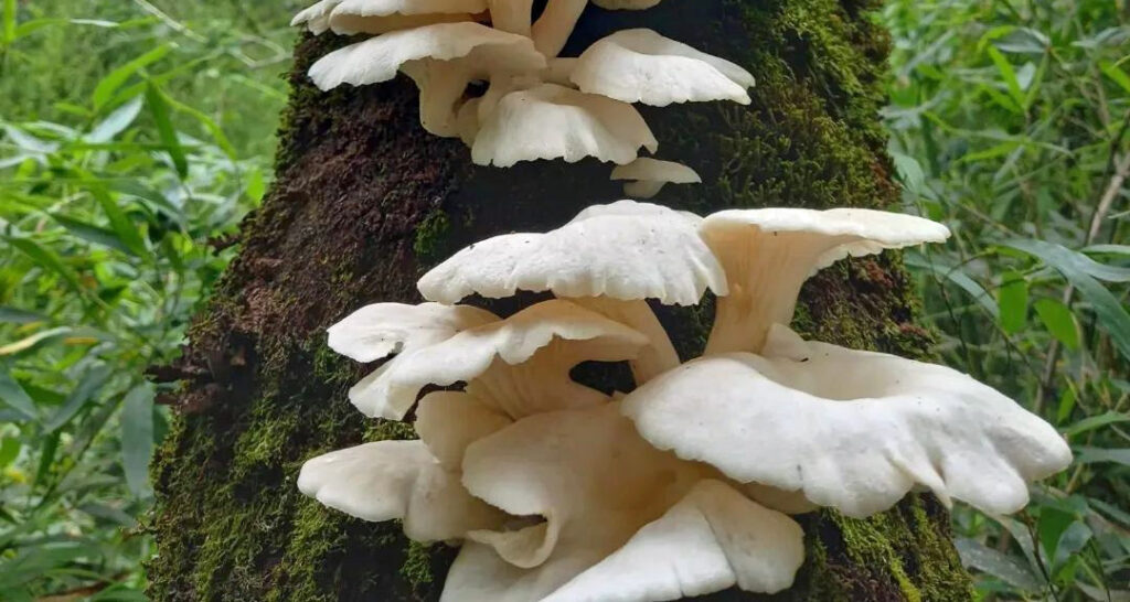 Funghi pleurotus