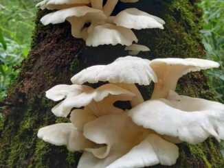 Funghi pleurotus