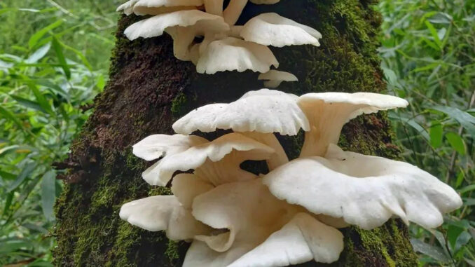 Funghi pleurotus