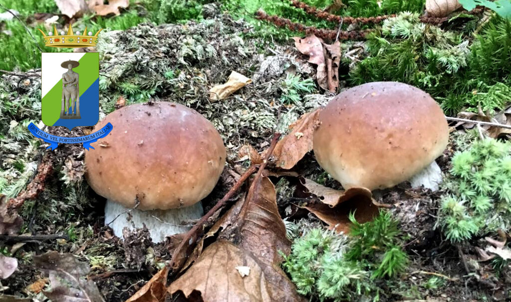 Periodo funghi porcini - Abruzzo