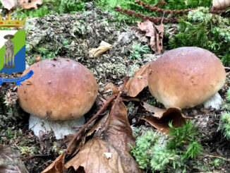 Periodo funghi porcini - Abruzzo