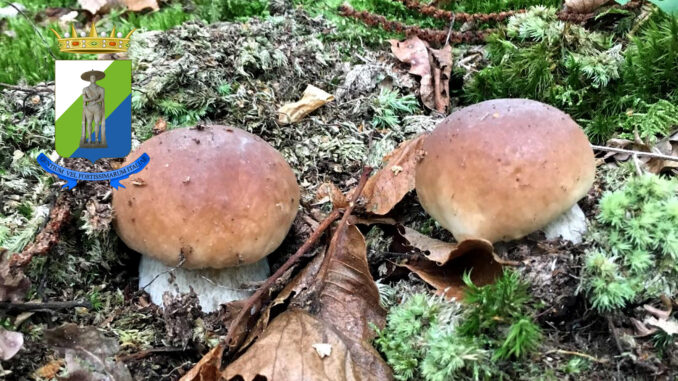 Periodo funghi porcini - Abruzzo