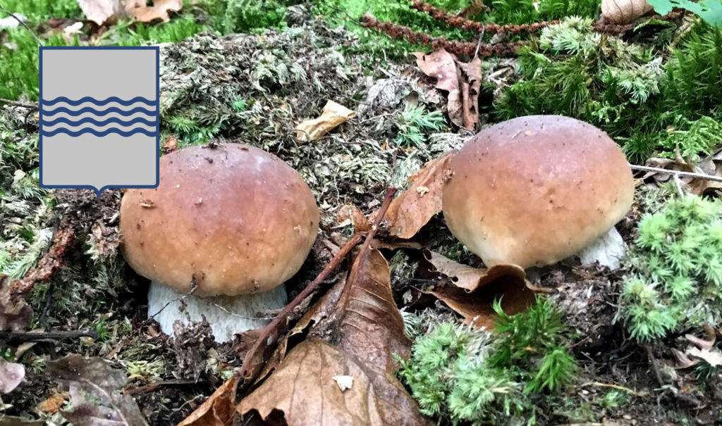 Periodo funghi porcini - Basilicata