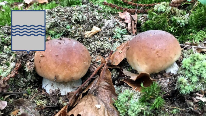 Periodo funghi porcini - Basilicata