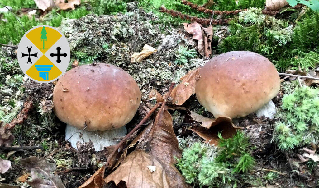 Periodo funghi porcini - Calabria