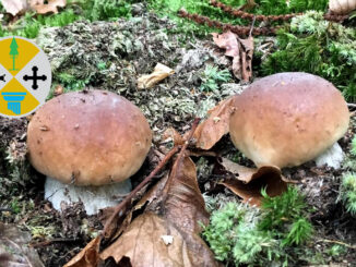 Periodo funghi porcini - Calabria