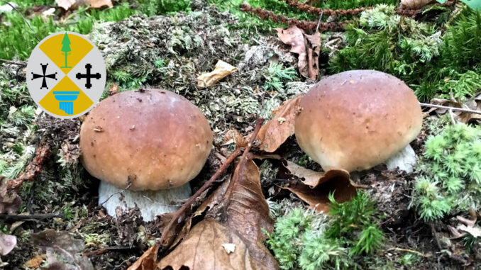 Periodo funghi porcini - Calabria