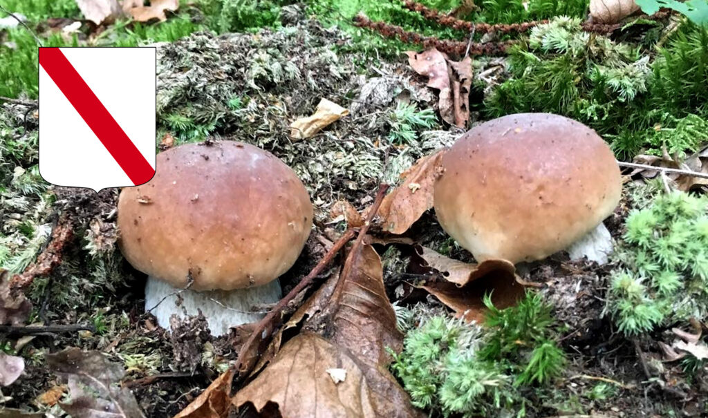 Periodo funghi porcini - Campania