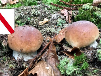 Periodo funghi porcini - Campania