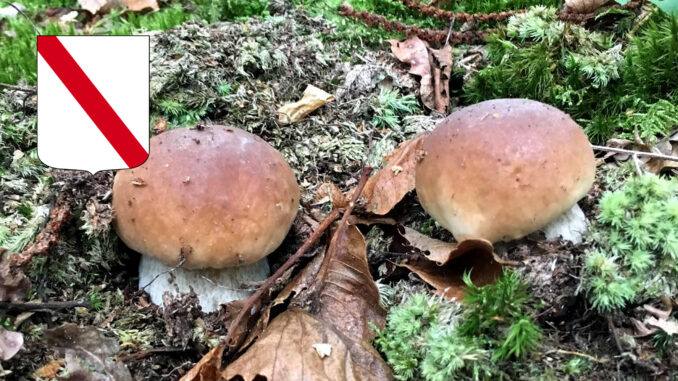 Periodo funghi porcini - Campania