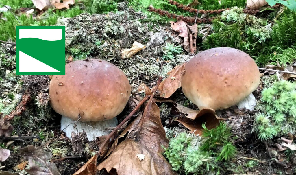 Periodo funghi porcini - Emilia Romagna