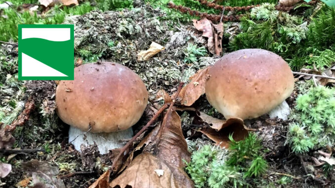 Periodo funghi porcini - Emilia Romagna