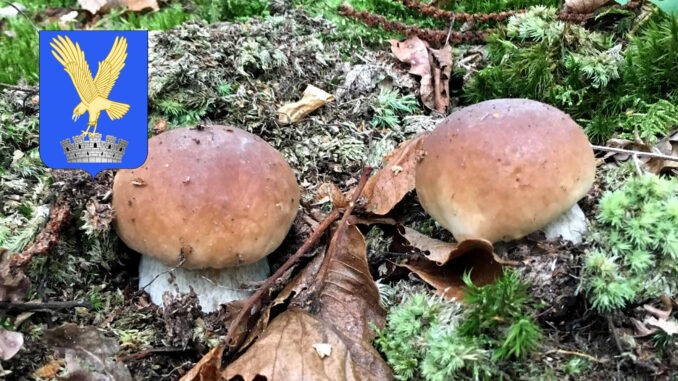 Periodo funghi porcini - Friuli Venezia Giulia