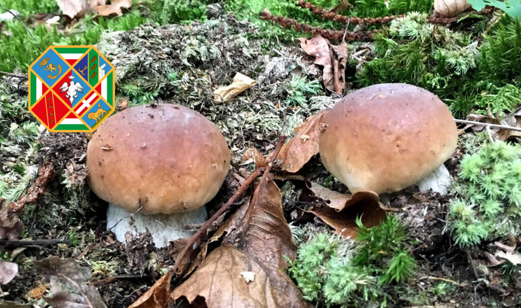 Periodo funghi porcini - Lazio