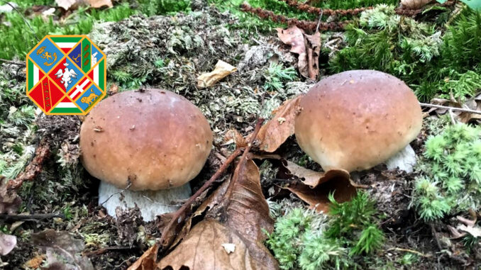 Periodo funghi porcini - Lazio