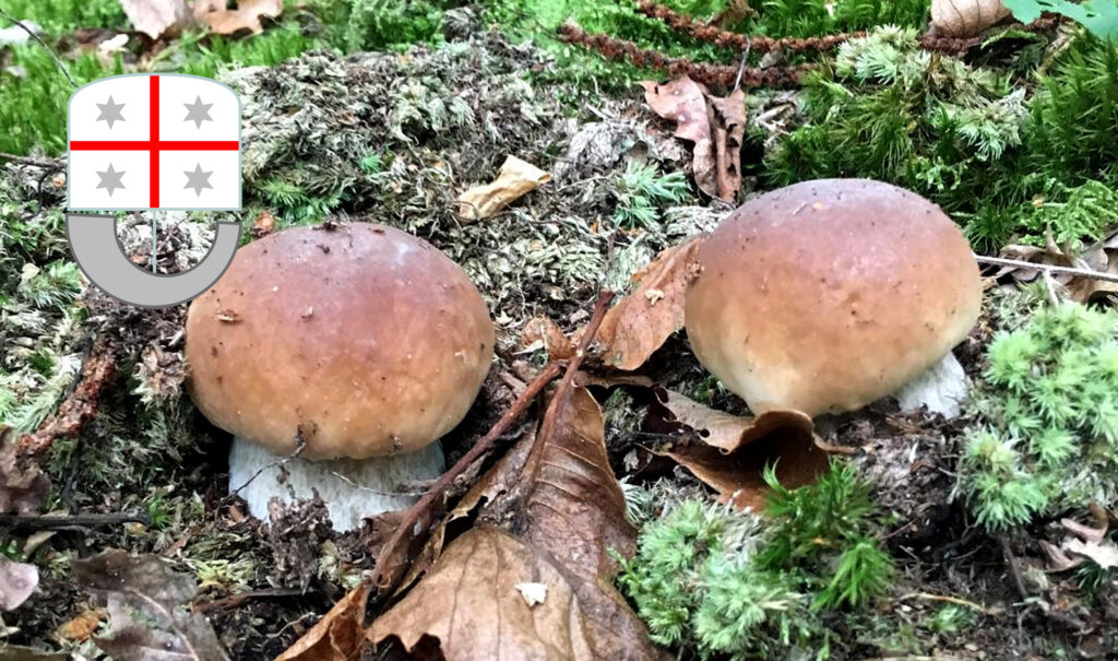 Periodo funghi porcini - Liguria