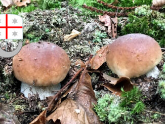 Periodo funghi porcini - Liguria