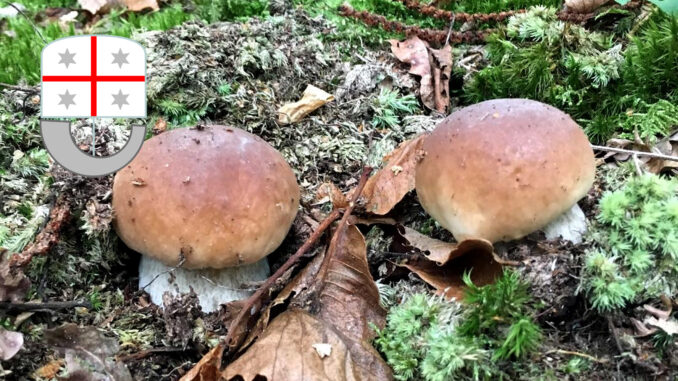 Periodo funghi porcini - Liguria