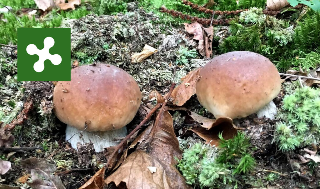 Periodo funghi porcini - Lombardia