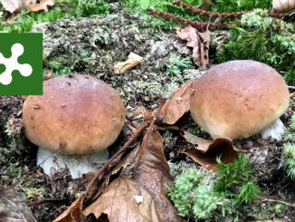 Periodo funghi porcini - Lombardia