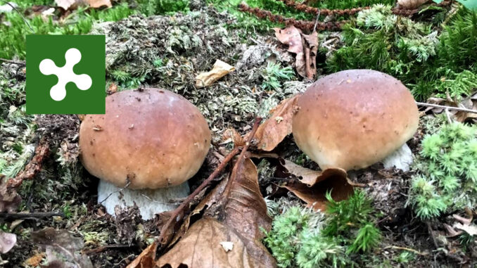 Periodo funghi porcini - Lombardia