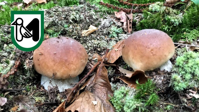 Periodo funghi porcini - Marche