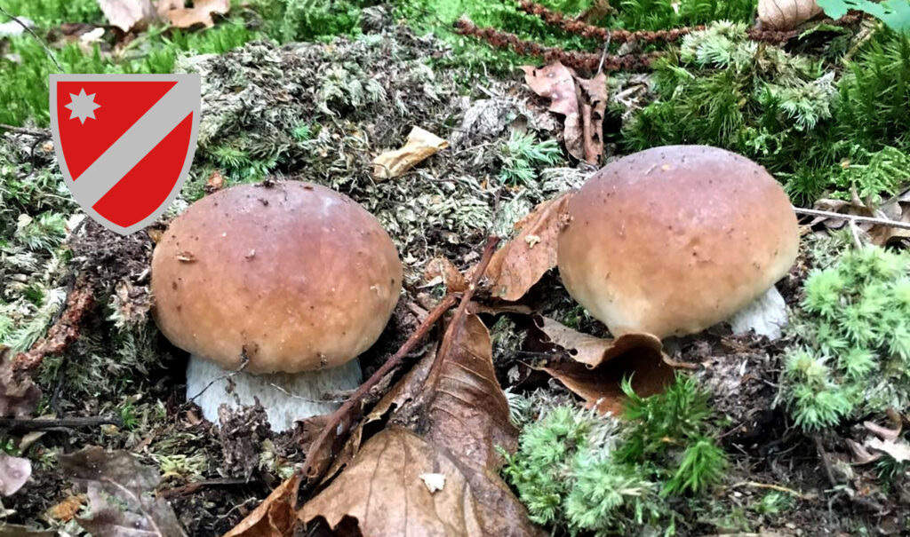 Periodo funghi porcini - Molise