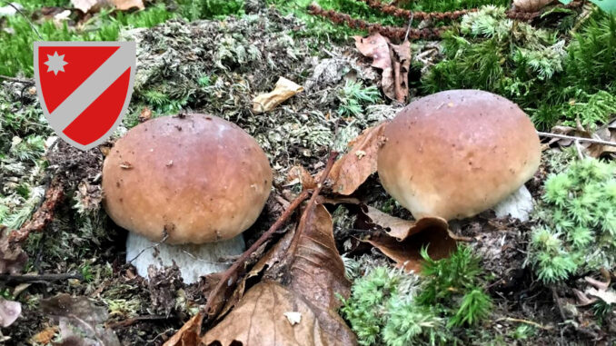 Periodo funghi porcini - Molise