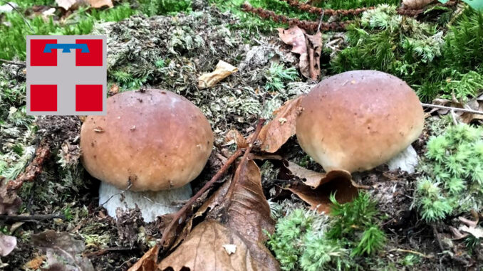 Periodo funghi porcini - Piemonte