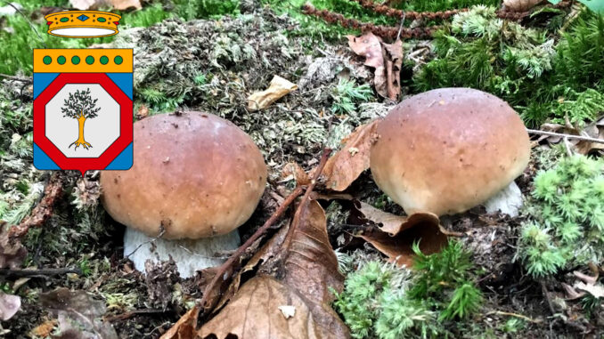 Periodo funghi porcini - Puglia