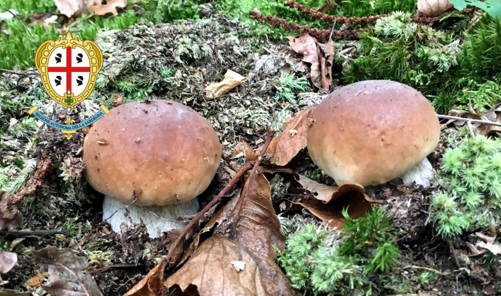 Periodo funghi porcini - Sardegna