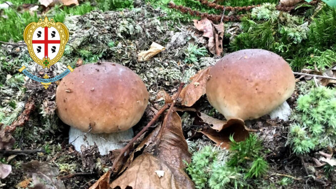 Periodo funghi porcini - Sardegna