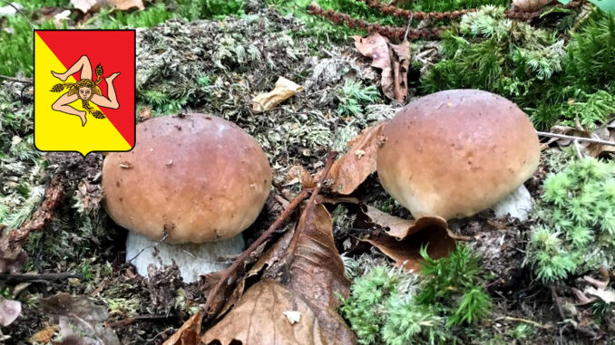 Periodo funghi porcini - Sicilia