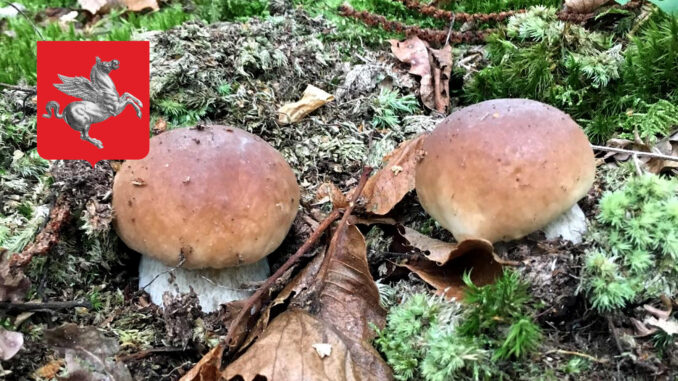 Periodo funghi porcini - Toscana