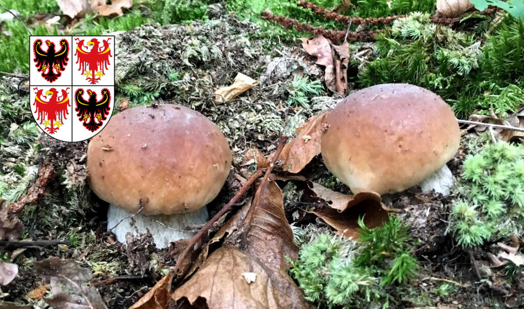 Periodo funghi porcini - Trentino Alto Adige