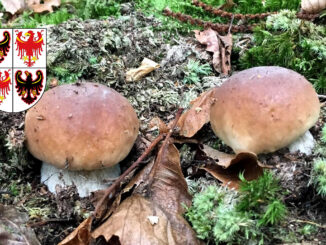 Periodo funghi porcini - Trentino Alto Adige