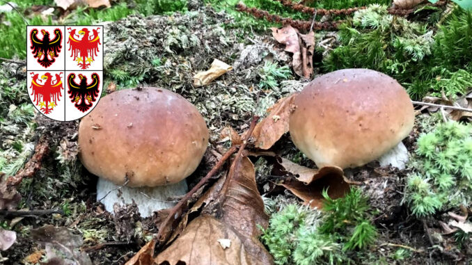 Periodo funghi porcini - Trentino Alto Adige