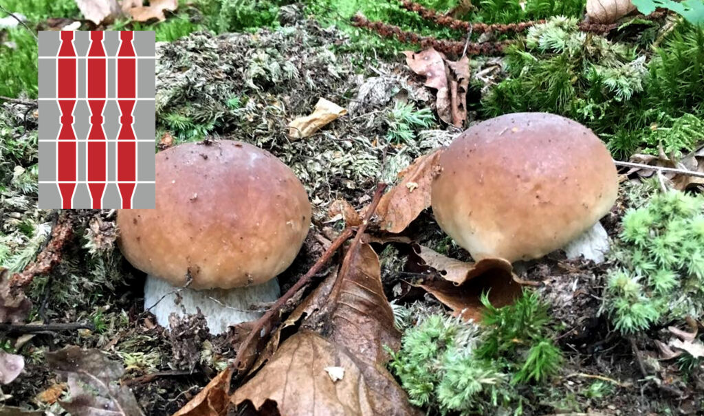 Periodo funghi porcini - Umbria