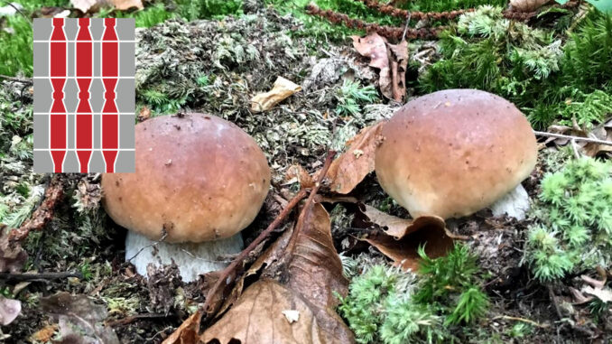 Periodo funghi porcini - Umbria